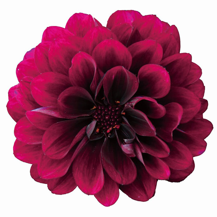 春と秋、コンパクトなのに花付き良く見応え十分、ダリアの基本情報と