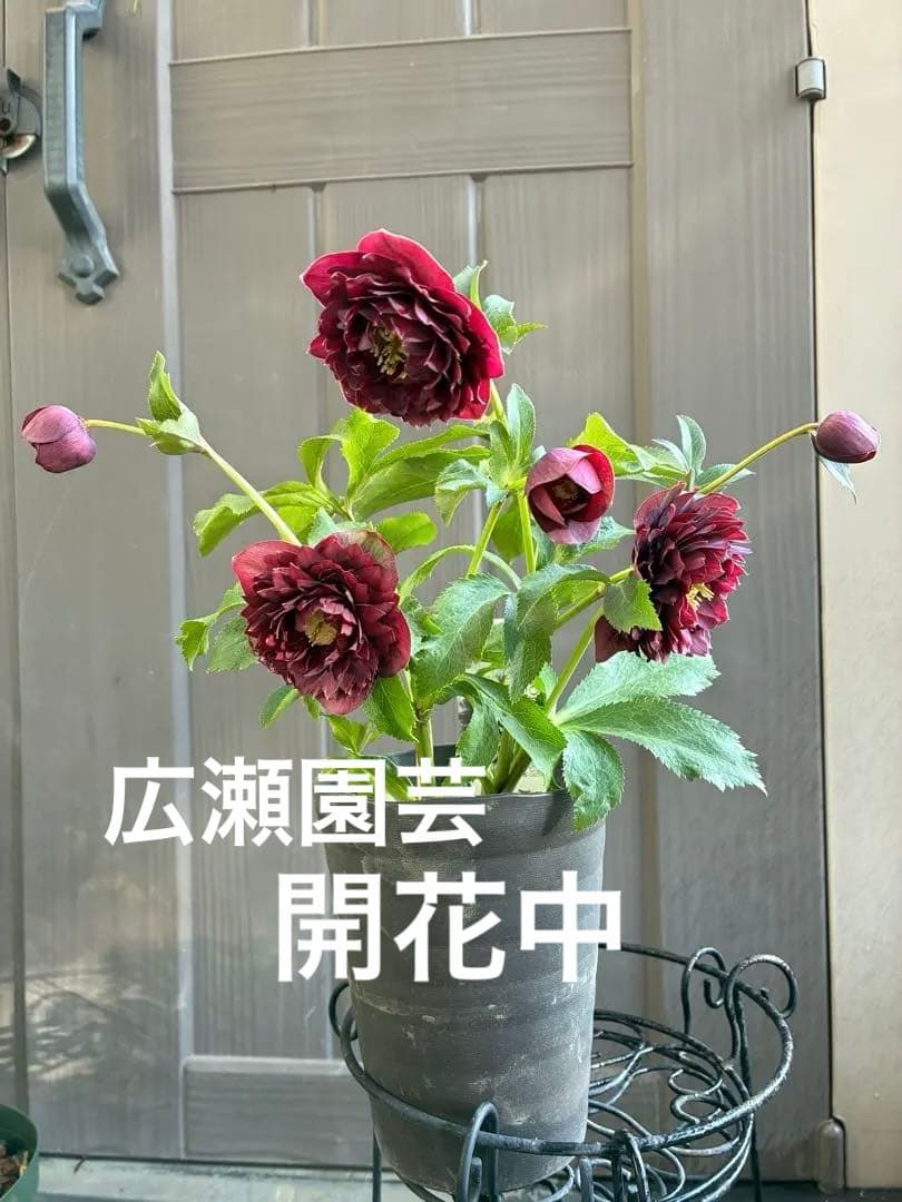 広瀬園芸　クレオパトラ系ダブル　超美人株 楽天市場】クリスマスローズ クレオパトラ 0123-004 現品販売 送料無料