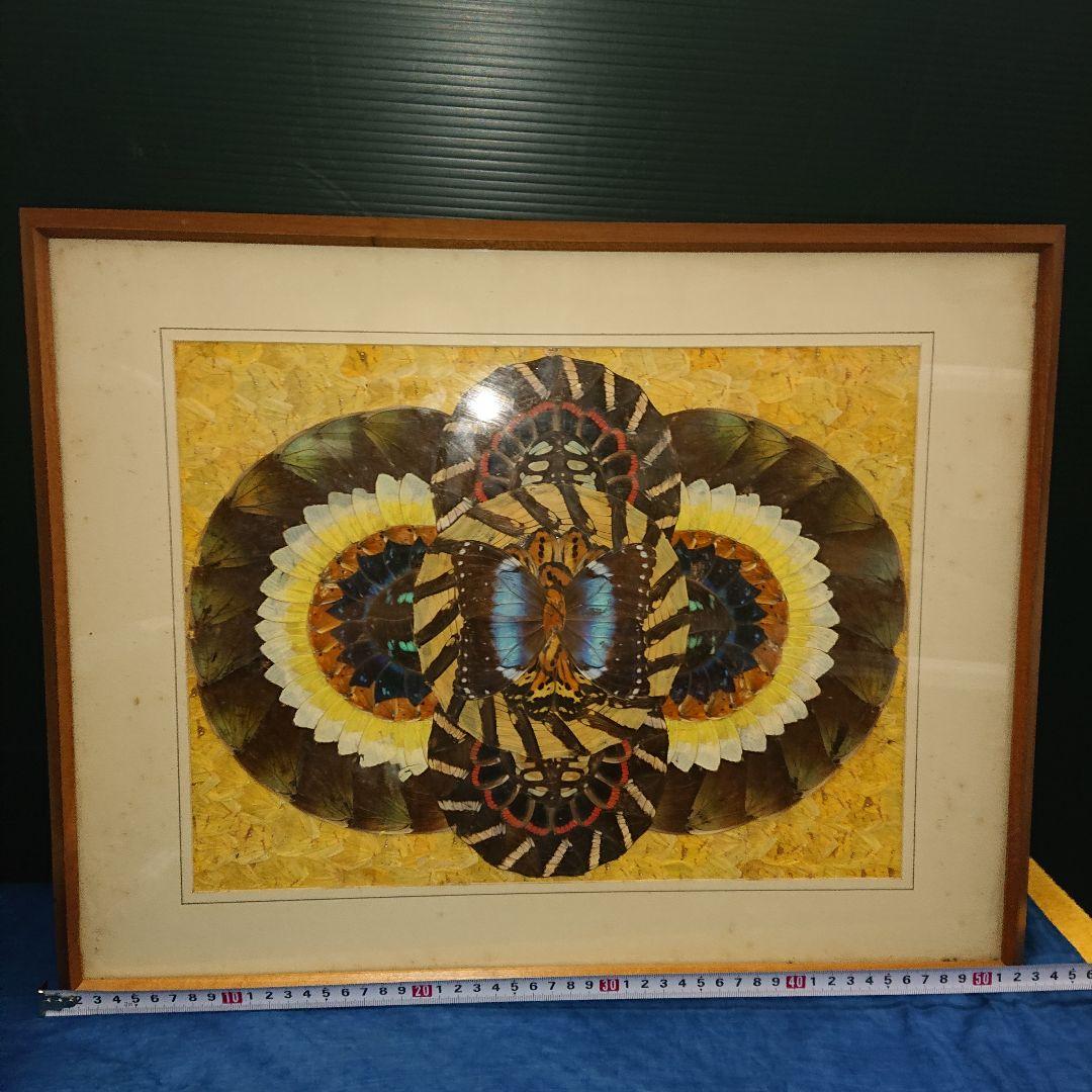 蝶画、貼絵、額入、レトロ標本 蝶画・蝶羽アート・モルフォ蝶・No.221229-08・梱包サイズ140